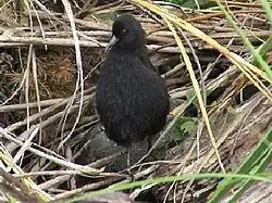 A small black rail stands upright in front of grasses