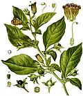 Deadly nightshade, Atropa belladonna, yields tropane alkaloids including atropine, scopolamine and hyoscyamine.[60]