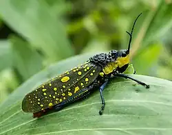 Spotted grasshopper, Aularches miliaris, defends itself with toxic foam and warning colours.[65]