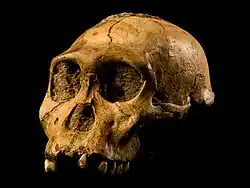 This skull is part of the holotype for Australopithecus sediba
