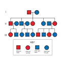 Pedigree chart