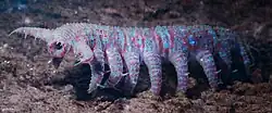 Tardigrades may be descended from a lobopod that resembled Aysheaia.[57][58]