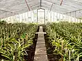 Pineapples in a greenhouse