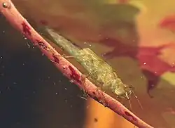 An azure damselfly nymph, ready to emerge as an adult.