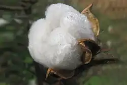 Cotton fibre