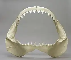 Model of jaws