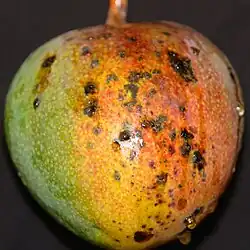 bacterial black spot of mango