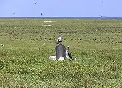 Masked booby on gravestone
