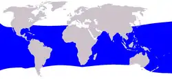 Bryde's whale range