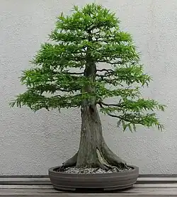 Photograph of formal upright–style Bald cypress bonsai