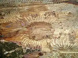 Bark beetle galleries with bark showing exit holes