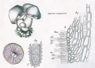 Antique scientific plate of the field mushroom Agaricus campestris. At upper left is a cluster of mushrooms; below it is an underside view of a cap with pinkish gills; at centre is a magnified cross-section of a gill; at right is a larger microscopic drawing of the hymenium, showing elongated basidia bearing spores on the gill surface.