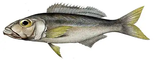 Bathybatini (E): Bathybates ferox is benthic and piscivorous, but the genus also includes pelagic species.[41] The tribe is sometimes split in three, others being Hemibatini and Trematocarini[50][51]