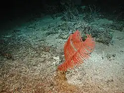 Bathypathes Coral
