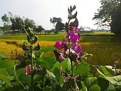 Flower with pollinator