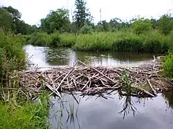 A small dam built of wood branches, with a pond behind it and vegetation on both sides.
