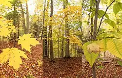 Beech–maple forest, Ohio, United States