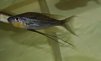 Benthochromini (E): Benthochromis horii was scientifically described in 2008, but has often been misidentifed as B. tricoti[52]