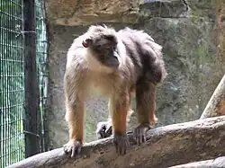 Brown monkey