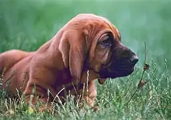 Bloodhound puppy