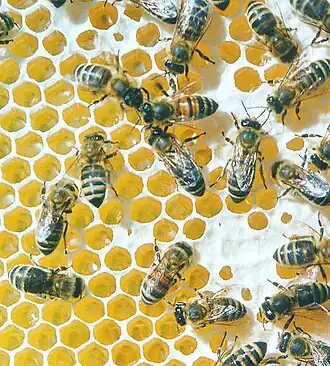 Worker honeybees (Apis mellifera) build hexagonal wax combs[56] that exemplify geometric optimisation.[57]