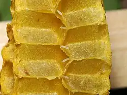 Honey bee eggs shown in opened wax cells