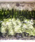 Cross-section of a leaf