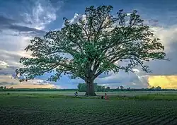 Photograph of the Bug Bur Oak Tree in the Missouri River bottoms