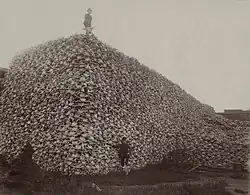 1870s photo of American bison skulls. By 1890, overhunting had reduced the&nbsp;population to 750.