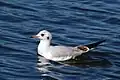 First winter plumage, at Blenheim Palace, Oxfordshire