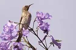 Female bird perched in a Jacaranda tree