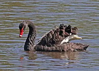 Near Devonport, Tasmania with wings raised in an aggressive display revealing white flight feathers