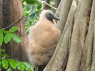 Juvenile