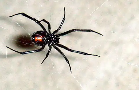 The black widow spider, or latrodectus, The females frequently eat their male partners after mating. The female's venom is at least three times more potent than that of the males, making a male's self-defense bite ineffective.