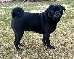 Side view of black Pug with longer legs and double curl tail