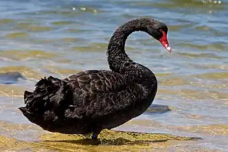 In Victoria, Australia