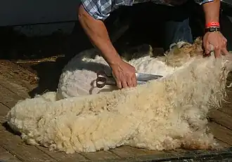 A sheep being shorn of its fleece with traditional blade shears