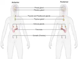 Female endocrine system