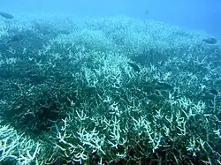 A few grey fish swim over grey coral with white spikes
