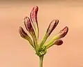 flower buds.