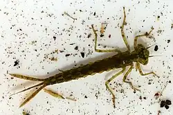 Blue-tailed damselfly (Ischnura elegans) nymph, showing the three tail appendages