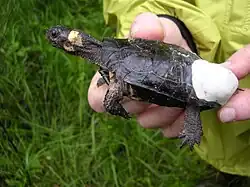 A bog turtle held in the hand of a man releasing it. Close up of the turtle's head as he or she looks to the left