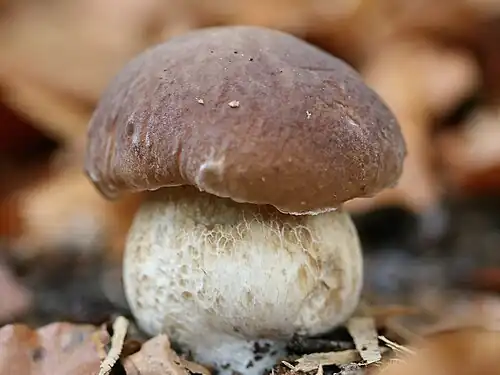 Bulbous stem