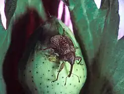 The boll weevil, Anthonomus grandis, historically devastated cotton farms throughout the southern United States.