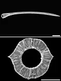 Bradybaena similaris