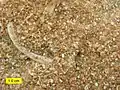 biosparite limestone of the Brassfield Formation (Lower Silurian) near Fairborn, Ohio, U.S., showing grains mainly composed of crinoid fragments