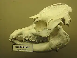 South American tapir skull