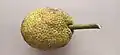 Breadfruit in Kasaragod