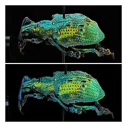 Two photographs of the same Eupholus weevil show the unique expression of structural colour.