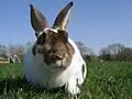 Brown and white rabbit in the grass
